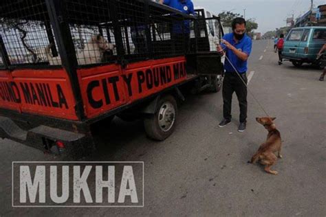 manila city pound contact number|On the city pound: Help! Is it legal for dog catchers to take my dog.